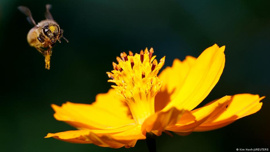 Helping bees and crops adapt to heat stress DW 09/23/2022