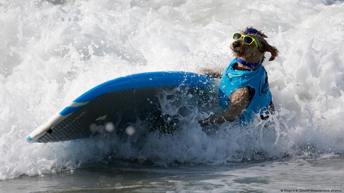 Can You Bring Dogs To Huntington Beach