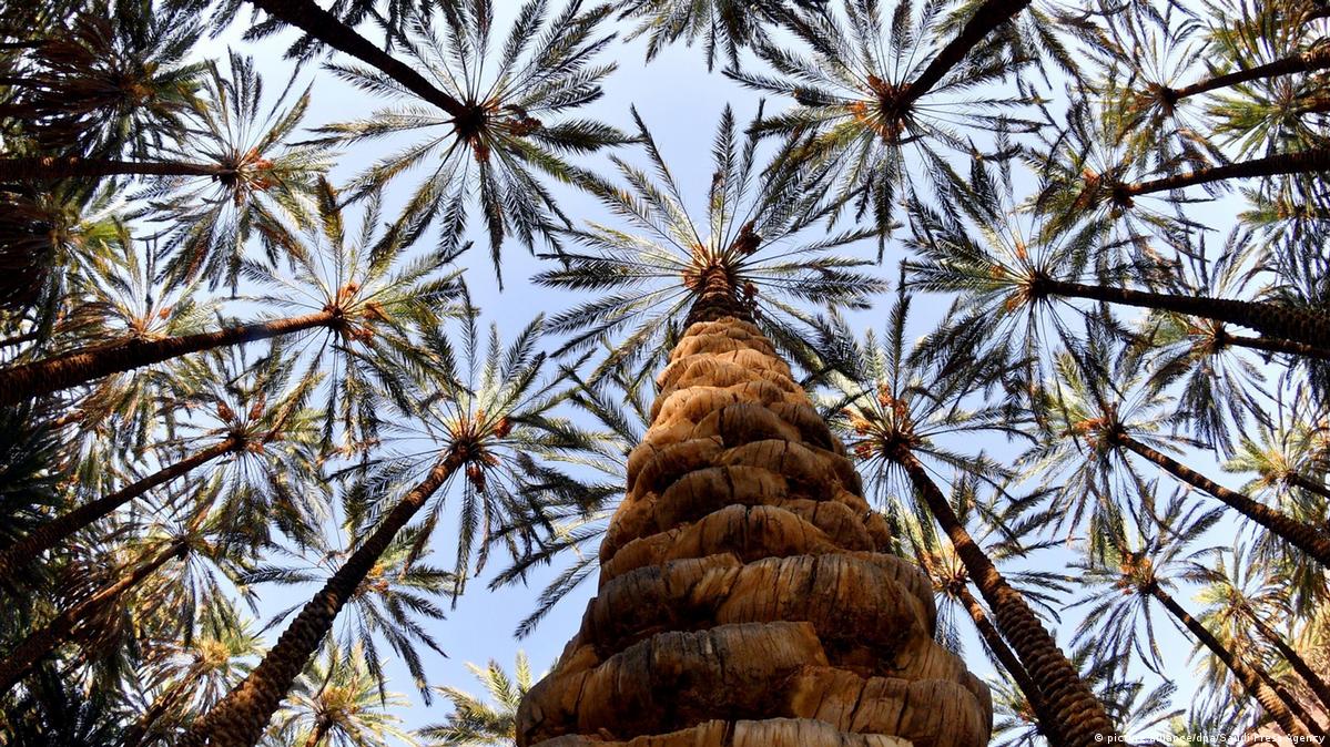 Saudi Arabia Greenwashing or real change? DW 11/04/2021