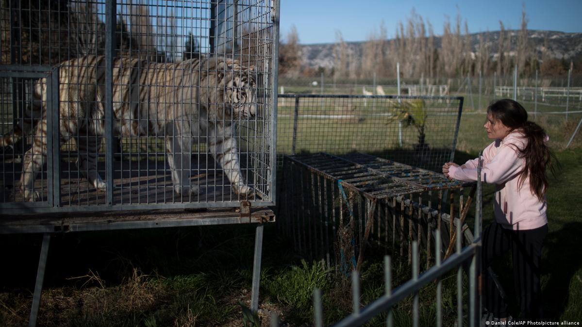France bans use of wild animals in circus performances DW 11/19/2021