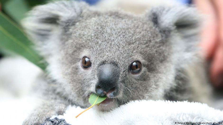 Koalas eat toxic leaves but humans are their biggest threat DW 30.09.2022 TrendRadars UK