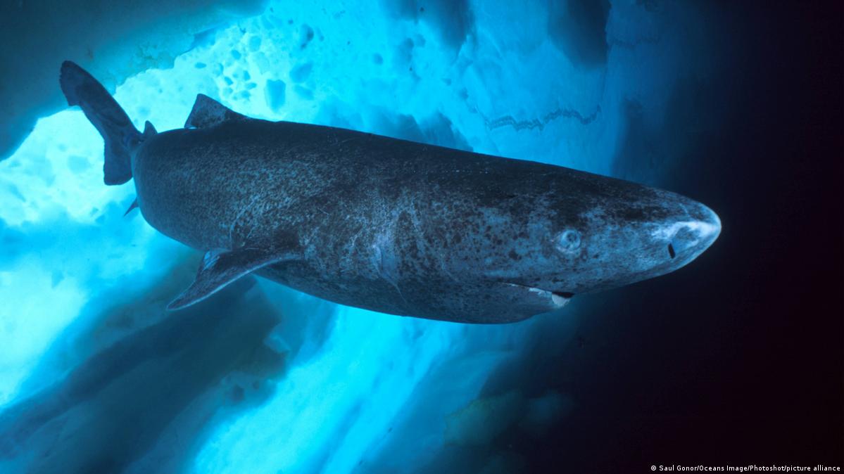 Amazing The Greenland shark DW 07/14/2022