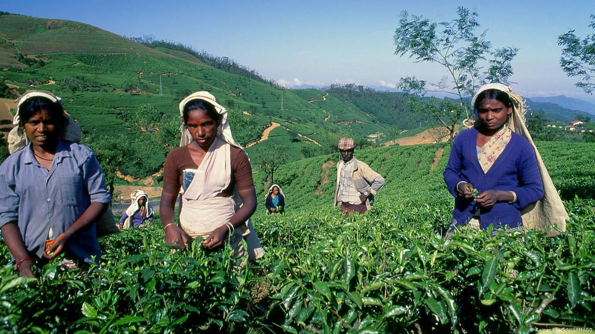 Why is trouble brewing in Sri Lanka's tea industry? DW 07/21/2022