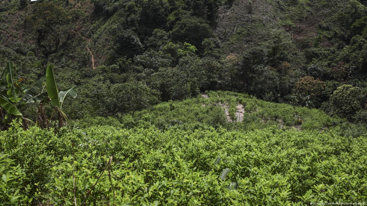 UN Colombia coca leaf cultivation at twodecade high DW 10/20/2022