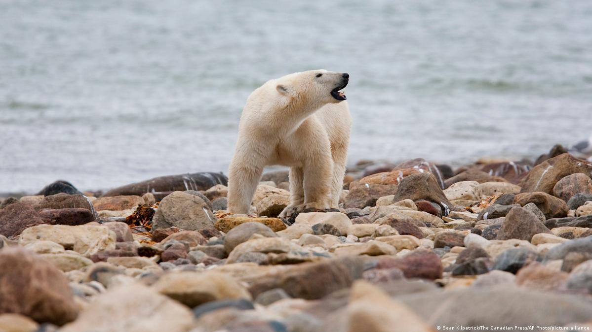 Polar bear kills woman and boy in Alaskan village DW 01/18/2023