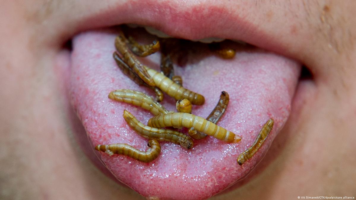 Insects on the menu as EU approves two for human consumption DW 01