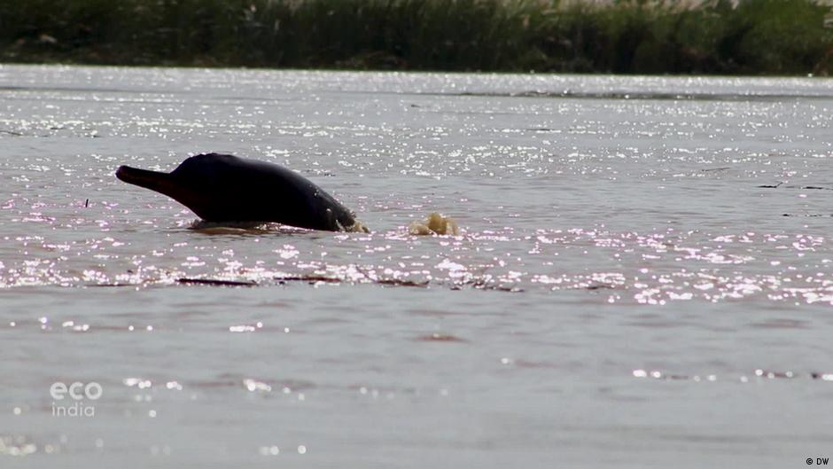 Indus River dolphin A survivor under threat DW 02/03/2023