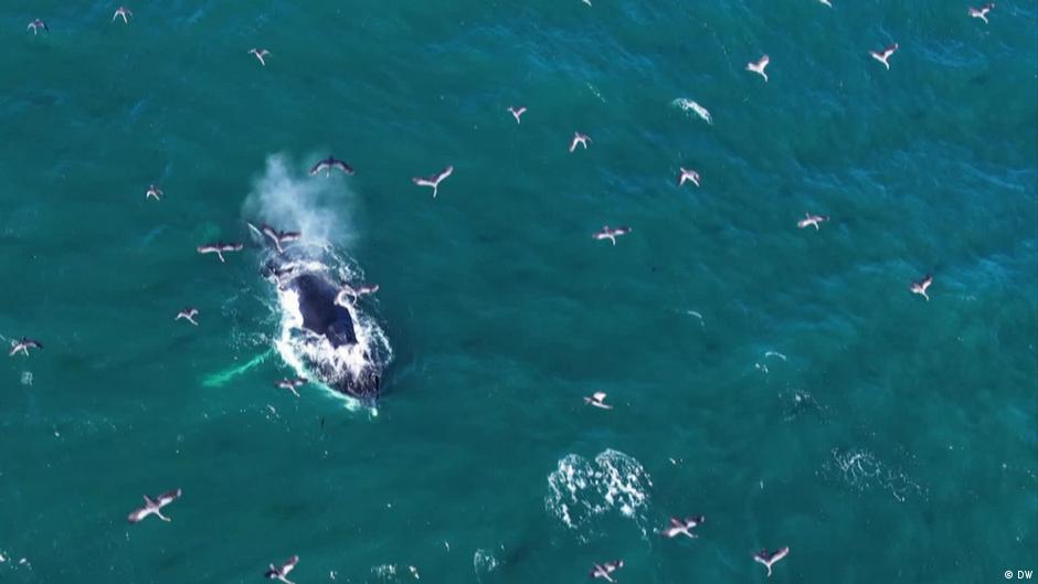 Tratado mundial de los océanos ¿qué significa para América Latina