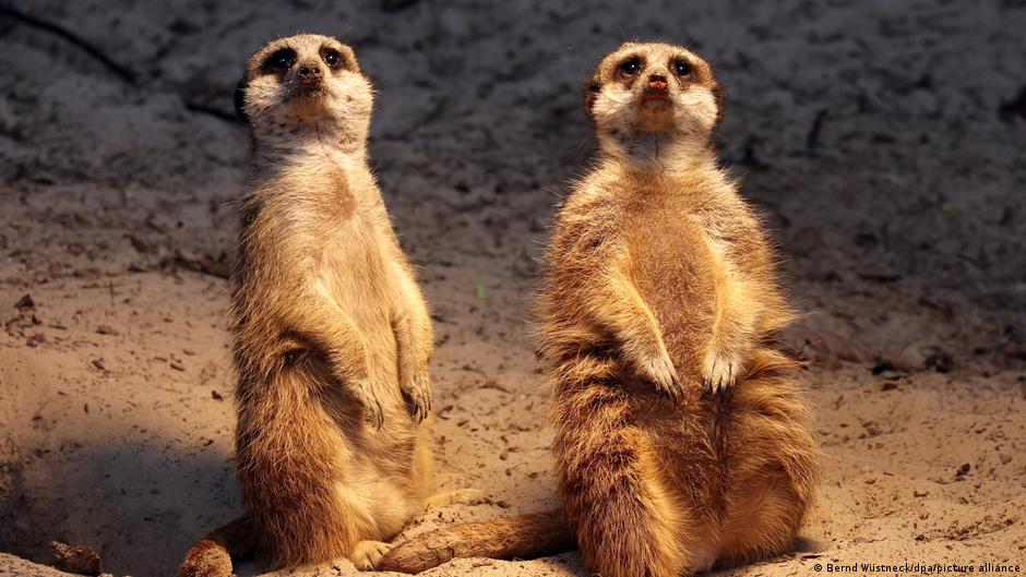 Rostock Zoo shows off 4 new meerkats meant to multiply DW 04/11/2023