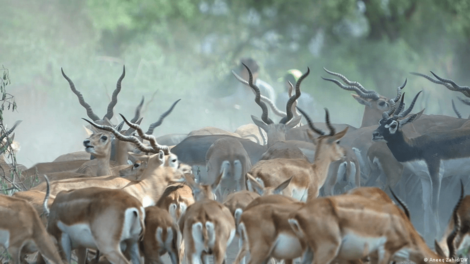Saving Pakistan's endangered blackbuck antelopes DW 06/28/2023
