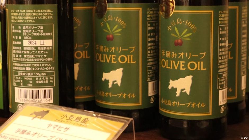 Japan's luxury olive oil industry embraces organic farming DW 06/29