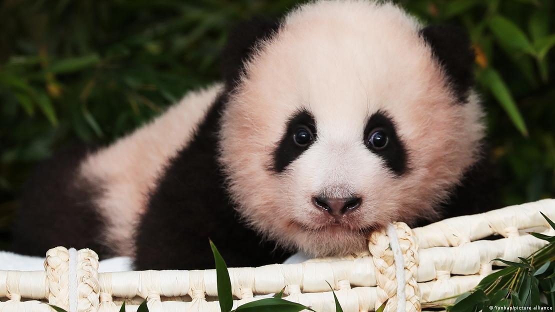 South Korea Giant panda gives birth to twins in a first The Ghana Report