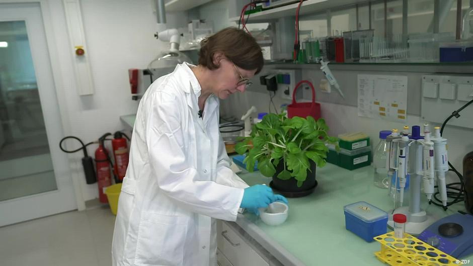 Are there microplastics in our vegetables? DW 09/27/2023