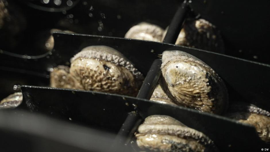 South Africa takes on illegal abalone trade DW 04/24/2024