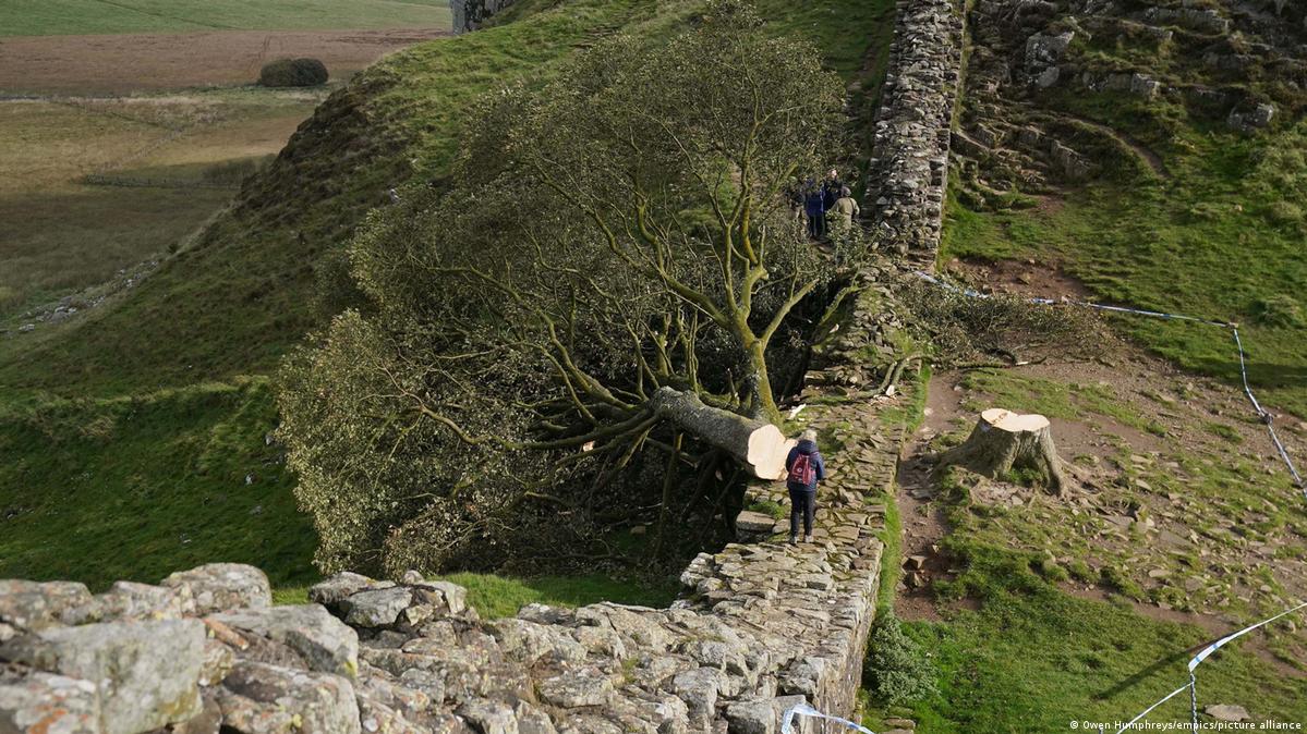 UK Sycamore Gap tree vandals sentenced to prison DW 07/15/2025