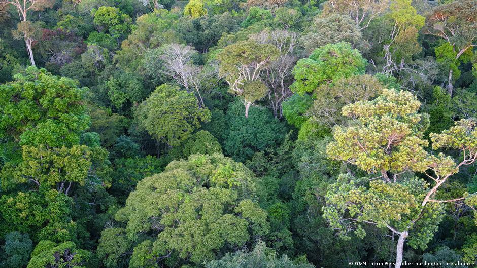 Brazil Reports Significant Drop in Deforestation Ahead of Critical UN Climate Talks – DW – 10/31/2025