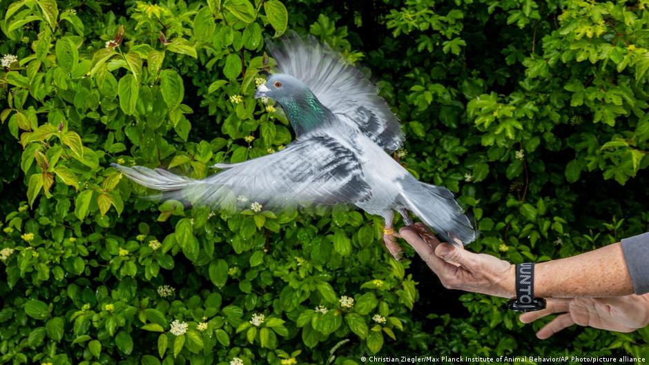 Unlocking Nature’s GPS: How Pigeons Use Magnetic Sensors in Their Livers for Navigation Unlocking Nature’s GPS: How Pigeons Use Magnetic Sensors in Their Livers for Navigation