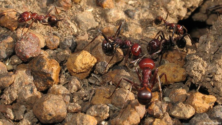 The global ant trade is booming