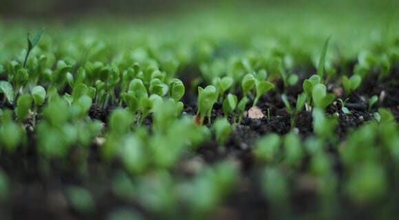 Soil Temperature And Plant Growth Efficient Farming Tips