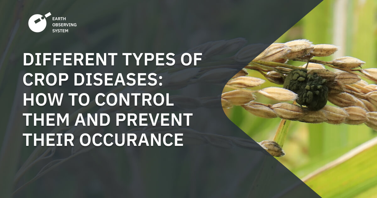 Crop Diseases How To Identify, Control, And Prevent