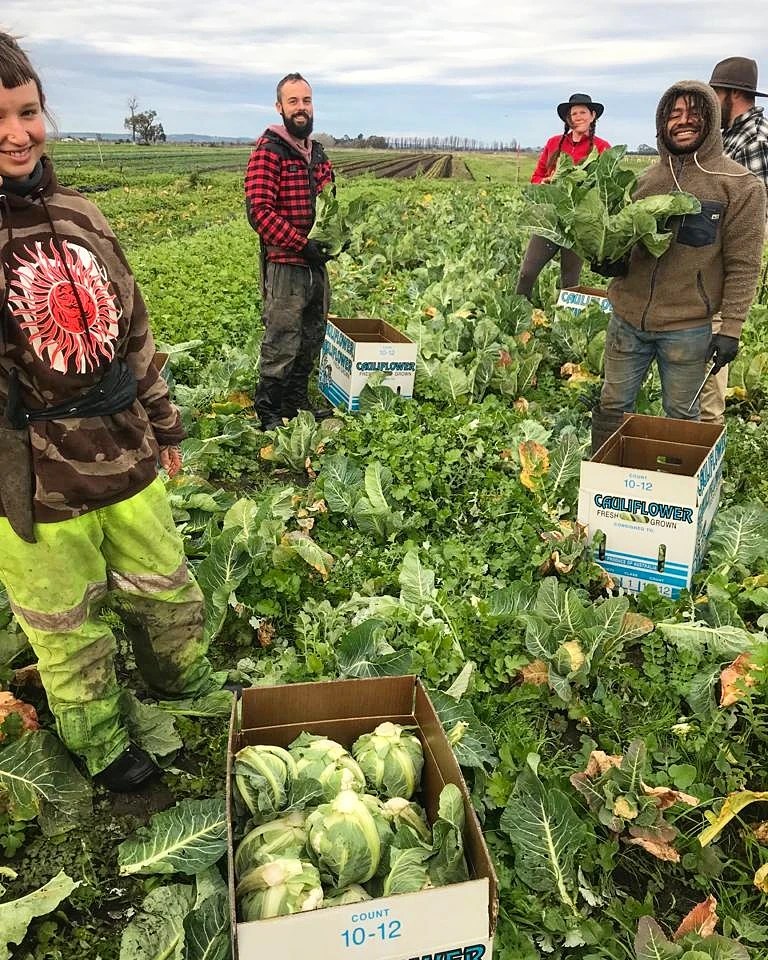 Harvesting / Planting Farm Hands Job in Melbourne Thriving Foods Farm