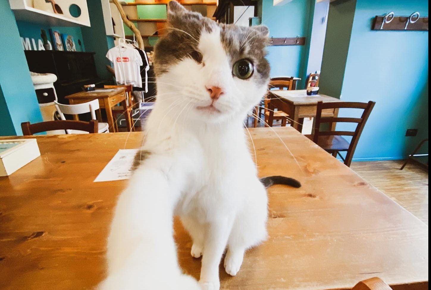 Crazy Cat Cafè AFFABULAZIONI