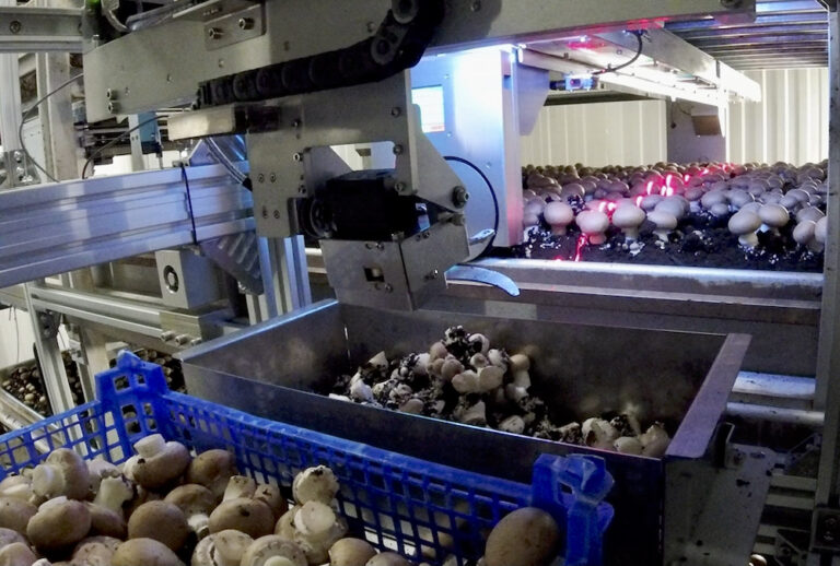 Two Ontario farms to test automated mushroom harvesting system Farmtario