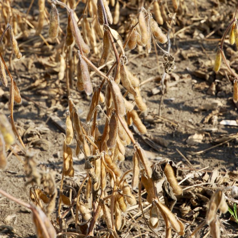 Is the 100bushelperacre mark in soybeans possible? Farmtario