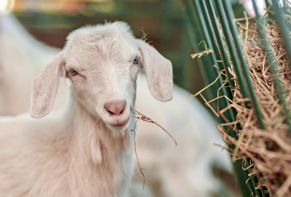 Updated Goat Code of Practice reflects latest in scientific