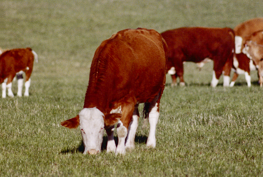 Research identifies cow efficiency Farmtario