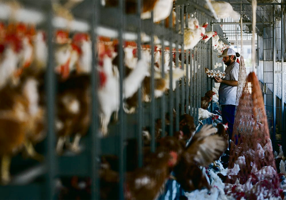 U.S. poultry bans continue over avian flu concerns Farmtario