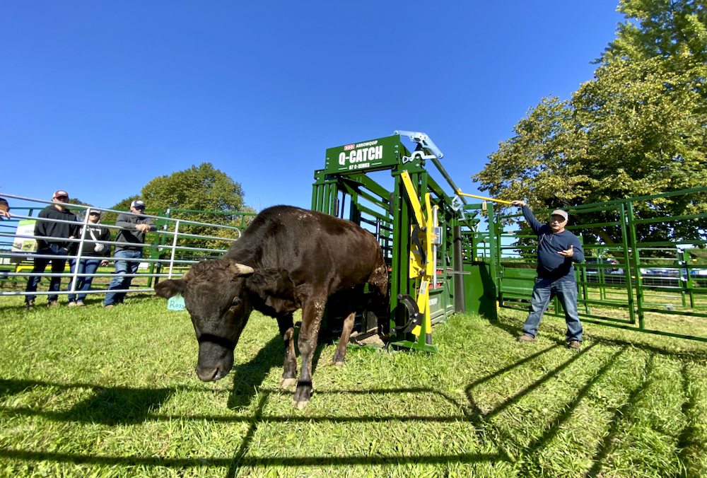 Cattle handling embraces quieter, stressfree environment Farmtario