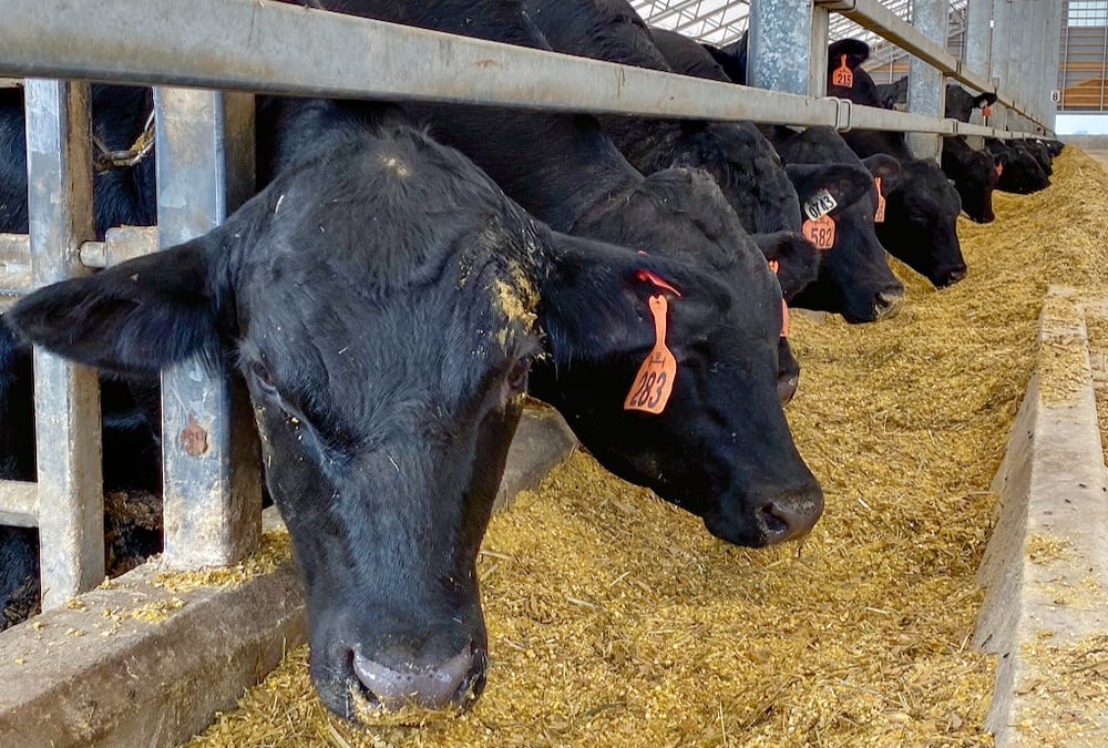Research shows controlled bunk feeding improves feedtogain ratio