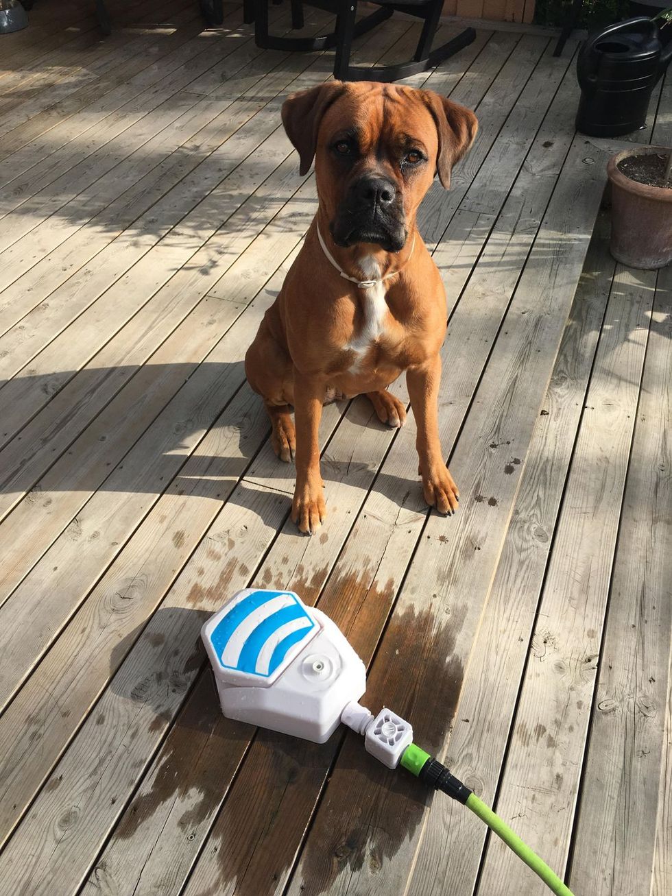 Hund fick signera postavi med sin tass. Sverige i ett nötskal? Feber