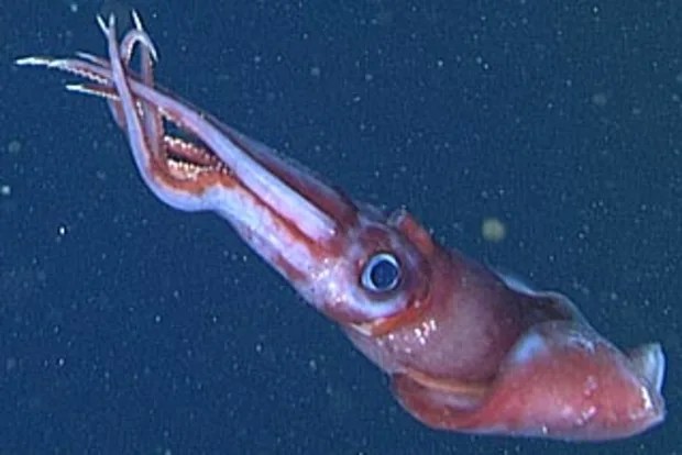 Squid sex is a hitormister affair