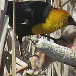 Yellow-headed Blackbird collecting Cattail fluff