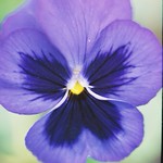 Pansy