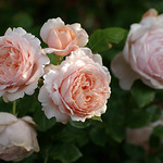 Ambridge Rose
