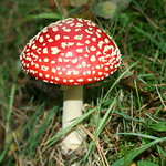 magic mushroom