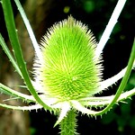 Teasel