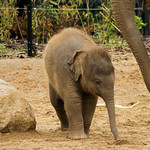 Baby Elephant