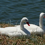 Cisne coscoroba (Coscoroba coscoroba)