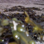 seaweed