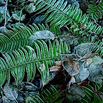 frost ferns #1