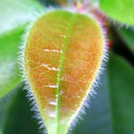 Hairy leaf