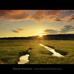 Sun stars at Theler Wetlands (crop)
