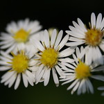 Asters