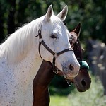 white_horse_1612