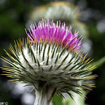 Thistle bud