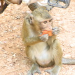Hungry Monkey